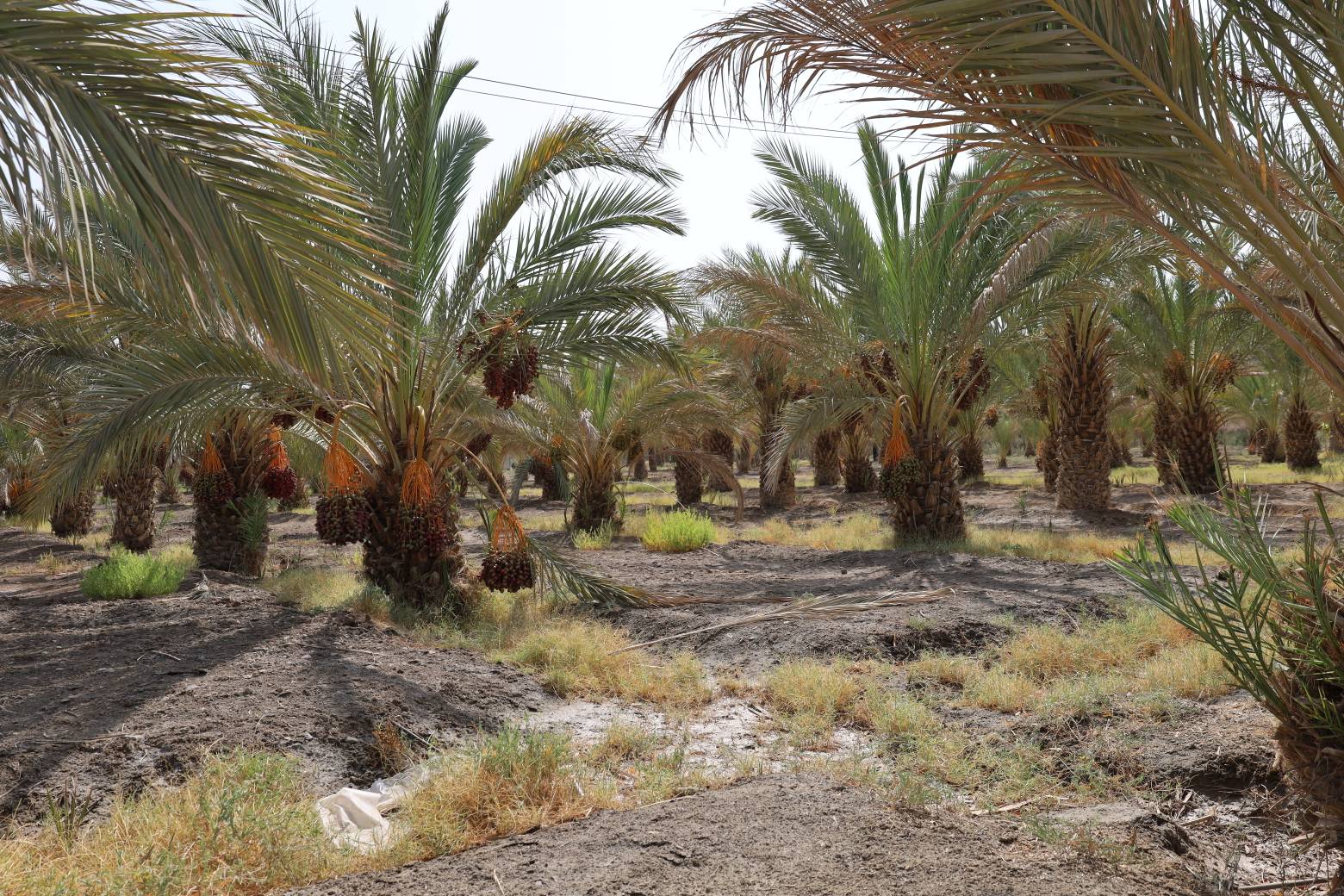 نخلستان کارخانه سیمان خاش - تصویر ۲