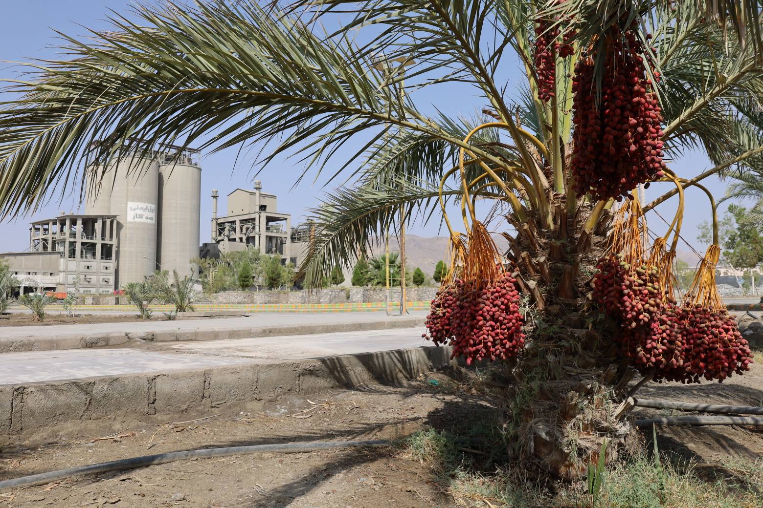 نخلستان کارخانه سیمان خاش - تصویر ۳